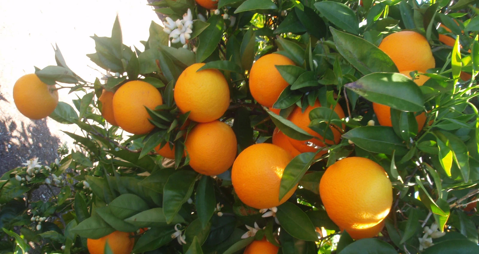 Cítricos naranja naranjero frutal campo