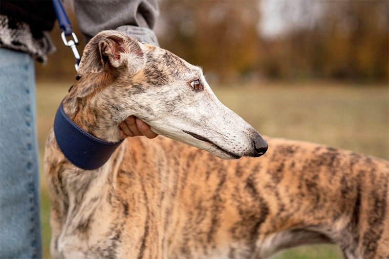 Galgo