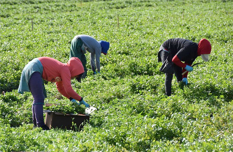 Emigracion. Trabajadoras agrícolas