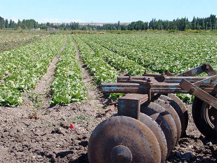 Plantación agrícola