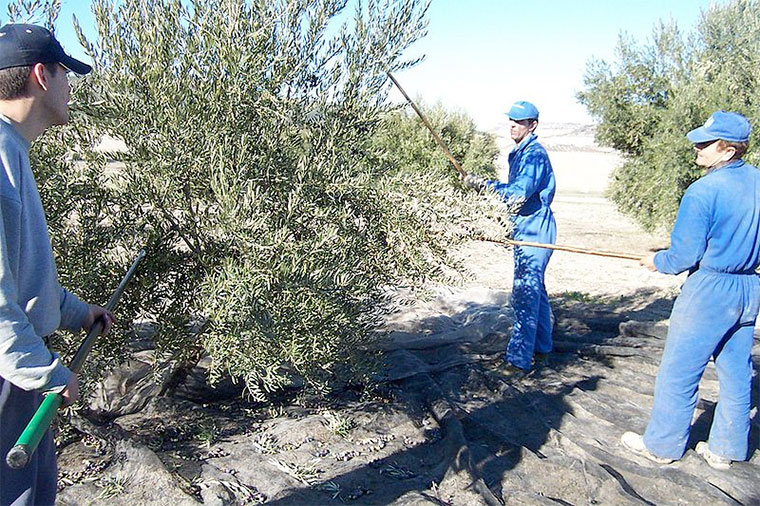 Aceituneros en Jaén. Trabajadores de recolección de aceitunas, en Alcalá la Real (Jaén, España) | Foto: Michelangelo-36 / CC BY-SA 3.0 / vía Wikimedia Commons