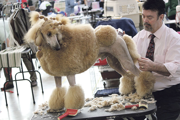 Peluquería de mascotas | Foto: Daveynin / CC BY 2.0