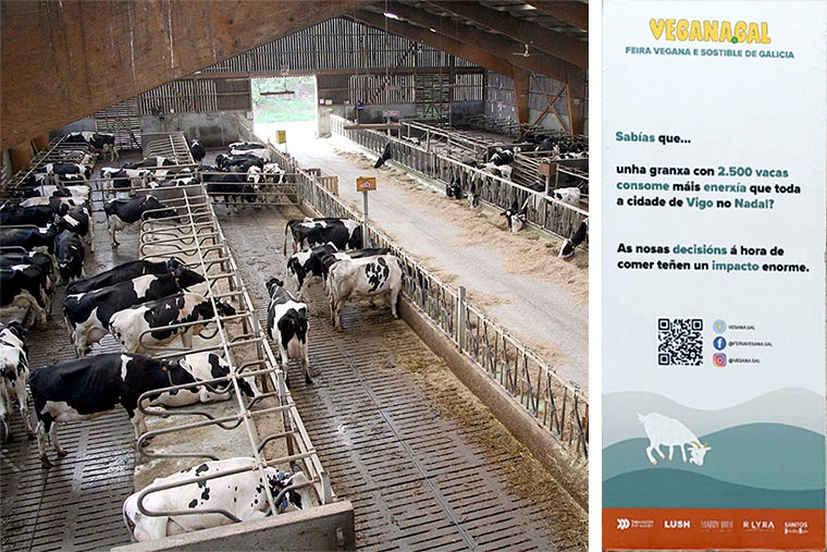 Granja de vacas. Cartel feria vegana Galicia